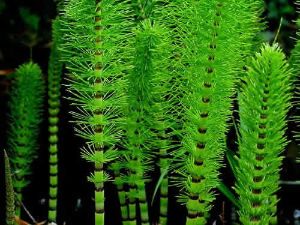 馬尾草防治脱髮