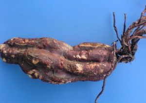 何首烏的6大健康益處