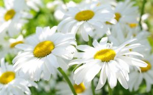 洋甘菊洗髮水的功效