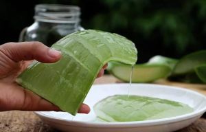 蘆薈雞蛋髮膜用於頭髮生長