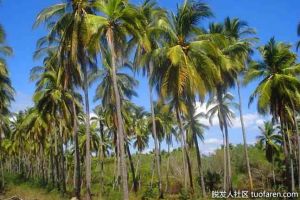 棕櫚油與椰子油：有什麼不同，選擇哪種油？