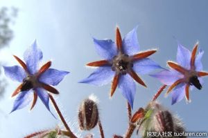 最常見的琉璃苣油好處是什麼？