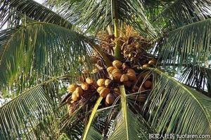 鯨蠟醇的副作用