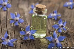 什麼是琉璃苣籽油？