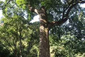 臀果木屬可防止脱髮