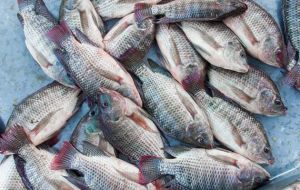 羅非魚營養和好處