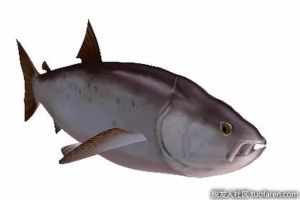 【組圖】富含Omega-3脂肪酸的魚類和貝類