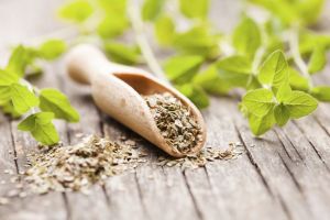 牛至茶的功效與作用