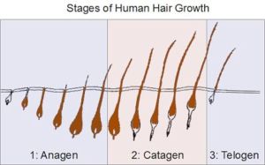 什麼因素影響頭髮生長速度？
