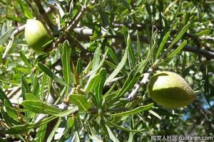 如何使用摩洛哥堅果油促進頭髮生長