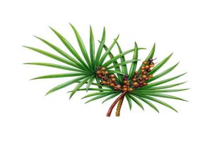 鋸棕櫚可以治療脱髮、前列腺肥大和尿道感染