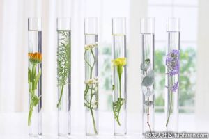 植物提取物促進頭髮生長