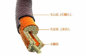 頭髮的構成及頭髮的生長週期