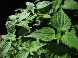 如何用蕁麻治療脱髮