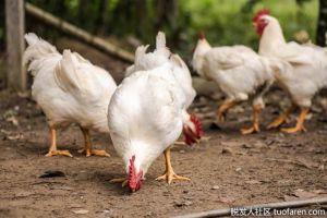 雞肉的營養價值是多少？