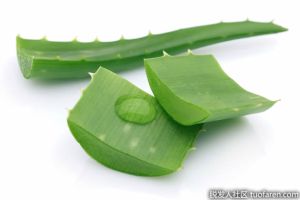 蘆薈的好處