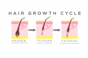 頭髮的生長速度是多少