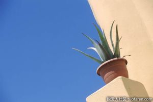 【組圖】蘆薈塗在臉上有什麼作用？