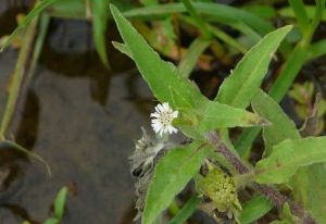 旱蓮草油對頭髮的好處