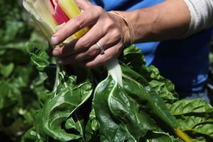 什麼是葉黃素最好的來源？