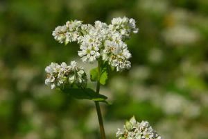 海娜花是天然着色劑可治頭髮早白