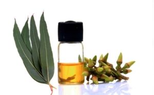 【史上最全】桉樹油治療脱髮方法