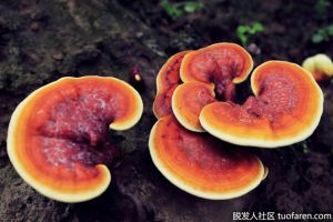 抑制DHT食物：靈芝