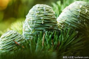 阿特拉斯雪松精油的功效和作用