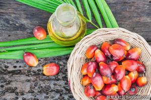 什麼是棕櫚油？