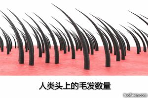 人類頭上的毛髮數量