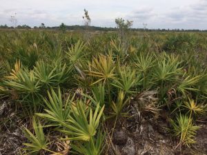 鋸棕櫚的每日攝入量