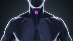 甲狀腺機能亢進是如何引起脱髮的？