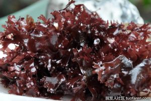 掌狀紅皮藻對健康的好處