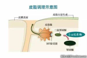 5α-還原酶的作用
