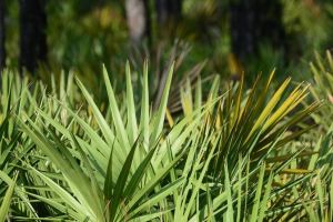 米諾地爾和鋸棕櫚可以同時使用嗎