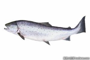 什麼是挪威鮭魚油？