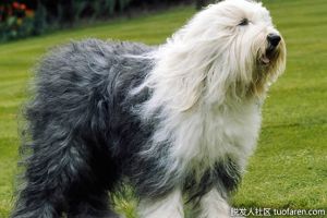 狗的毛髮長得有多快？