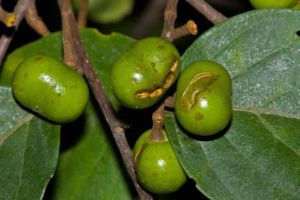 什麼是天然的DHT阻滯劑?