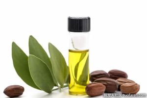 什麼是霍霍巴油？