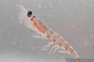 什麼是磷蝦油？