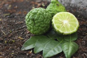 佛手柑的功效與作用