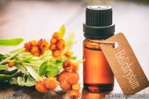 蠟菊精油功效和作用