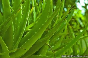 蘆薈治胃病嗎？