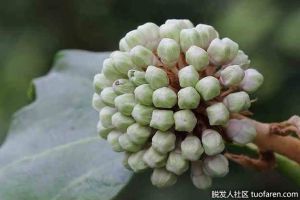 蓖麻油頭髮護理指南