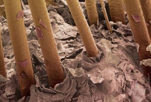 頭髮是怎麼長出來的