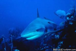 角鯊烯油有什麼好處？