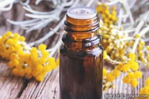 什麼是蠟菊精油？