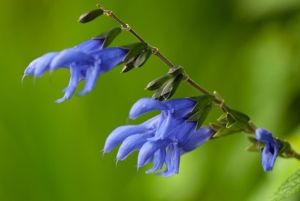 鼠尾草防脱髮嗎?