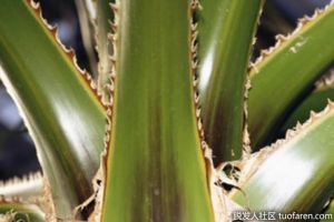 蘆薈中的維生素和礦物質