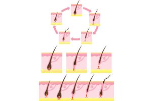 頭髮長得有多快